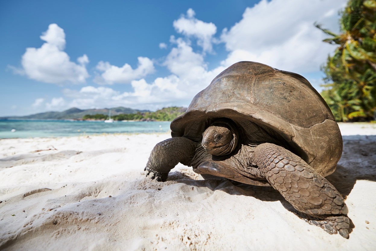 Tortue des Seychelles